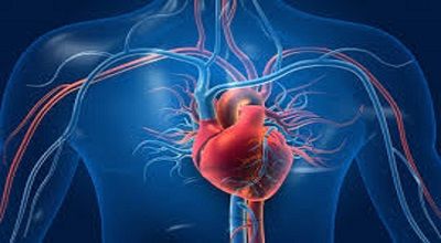 Cardiovascular System-compressed